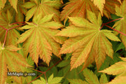 - Acer japonicum 'Vitifolium' Large Leaf Full Moon Japanese Maple - Mr Maple │ Buy Japanese Maple Trees