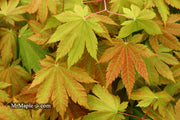- Acer japonicum 'Vitifolium' Large Leaf Full Moon Japanese Maple - Mr Maple │ Buy Japanese Maple Trees
