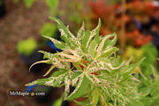 - Acer palmatum 'Snow Kitten' Japanese Maple - Mr Maple │ Buy Japanese Maple Trees
