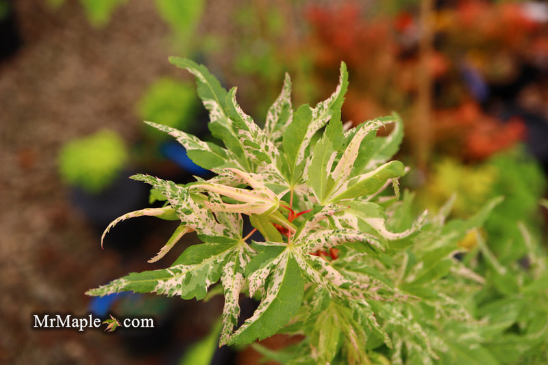 - Acer palmatum 'Snow Kitten' Japanese Maple - Mr Maple │ Buy Japanese Maple Trees