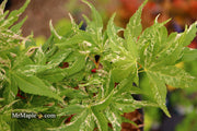 - Acer palmatum 'Snow Kitten' Japanese Maple - Mr Maple │ Buy Japanese Maple Trees