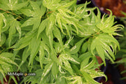 - Acer palmatum 'Snow Kitten' Japanese Maple - Mr Maple │ Buy Japanese Maple Trees