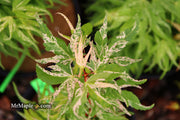- Acer palmatum 'Snow Kitten' Japanese Maple - Mr Maple │ Buy Japanese Maple Trees