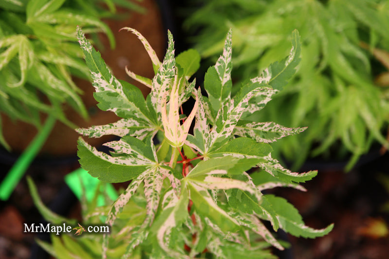 - Acer palmatum 'Snow Kitten' Japanese Maple - Mr Maple │ Buy Japanese Maple Trees