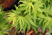 - Acer palmatum 'Snow Kitten' Japanese Maple - Mr Maple │ Buy Japanese Maple Trees