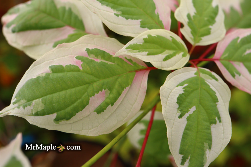 Cornus alternifolia ‘Argentea variegata’ Pagoda Dogwood