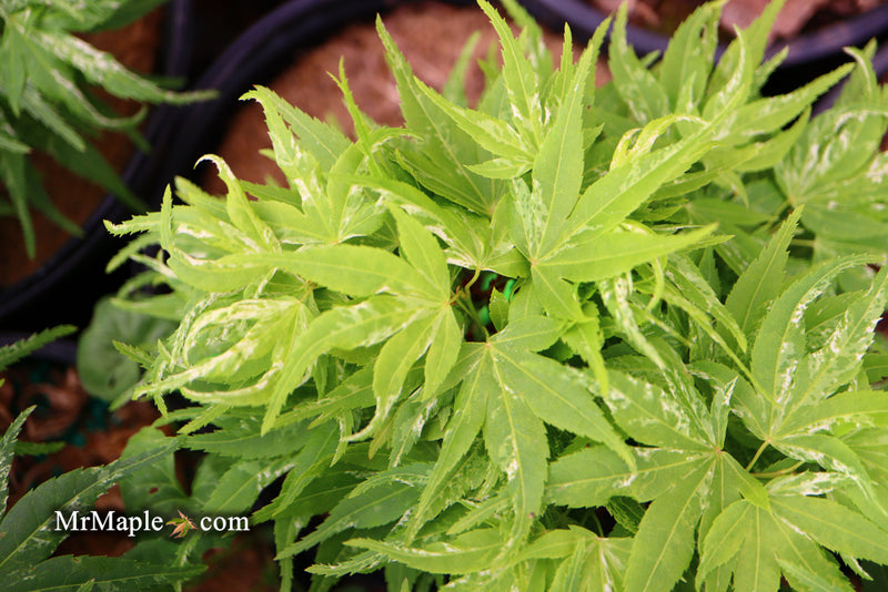 - Acer palmatum 'Snow Kitten' Japanese Maple - Mr Maple │ Buy Japanese Maple Trees