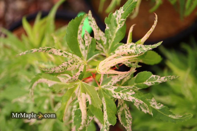 - Acer palmatum 'Snow Kitten' Japanese Maple - Mr Maple │ Buy Japanese Maple Trees