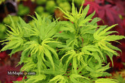 - Acer palmatum Kryptonite™ Japanese Maple - Mr Maple │ Buy Japanese Maple Trees