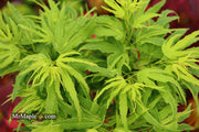 - Acer palmatum Kryptonite™ Japanese Maple - Mr Maple │ Buy Japanese Maple Trees