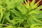 - Acer palmatum Kryptonite™ Japanese Maple - Mr Maple │ Buy Japanese Maple Trees
