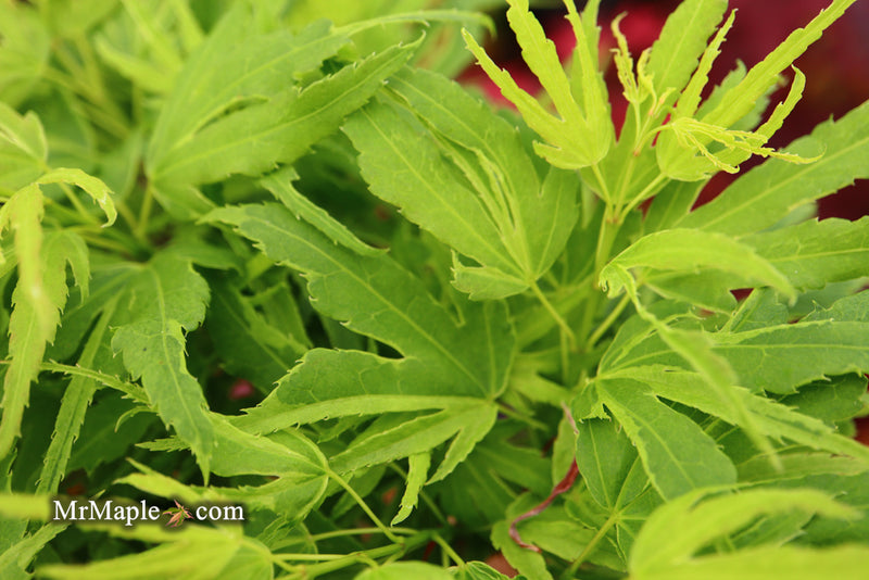 - Acer palmatum Kryptonite™ Japanese Maple - Mr Maple │ Buy Japanese Maple Trees