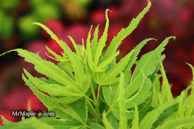 - Acer palmatum Kryptonite™ Japanese Maple - Mr Maple │ Buy Japanese Maple Trees