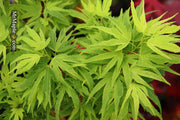 - Acer palmatum Kryptonite™ Japanese Maple - Mr Maple │ Buy Japanese Maple Trees