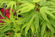 - Acer palmatum Kryptonite™ Japanese Maple - Mr Maple │ Buy Japanese Maple Trees