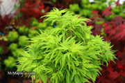 - Acer palmatum Kryptonite™ Japanese Maple - Mr Maple │ Buy Japanese Maple Trees