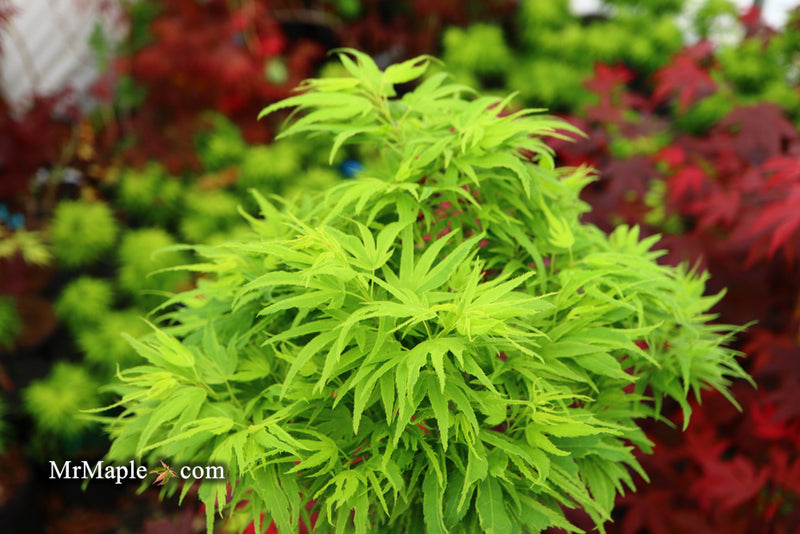 - Acer palmatum Kryptonite™ Japanese Maple - Mr Maple │ Buy Japanese Maple Trees