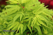 - Acer palmatum Kryptonite™ Japanese Maple - Mr Maple │ Buy Japanese Maple Trees