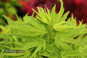 - Acer palmatum Kryptonite™ Japanese Maple - Mr Maple │ Buy Japanese Maple Trees