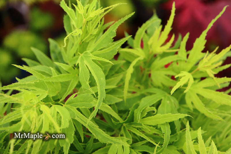 - Acer palmatum Kryptonite™ Japanese Maple - Mr Maple │ Buy Japanese Maple Trees