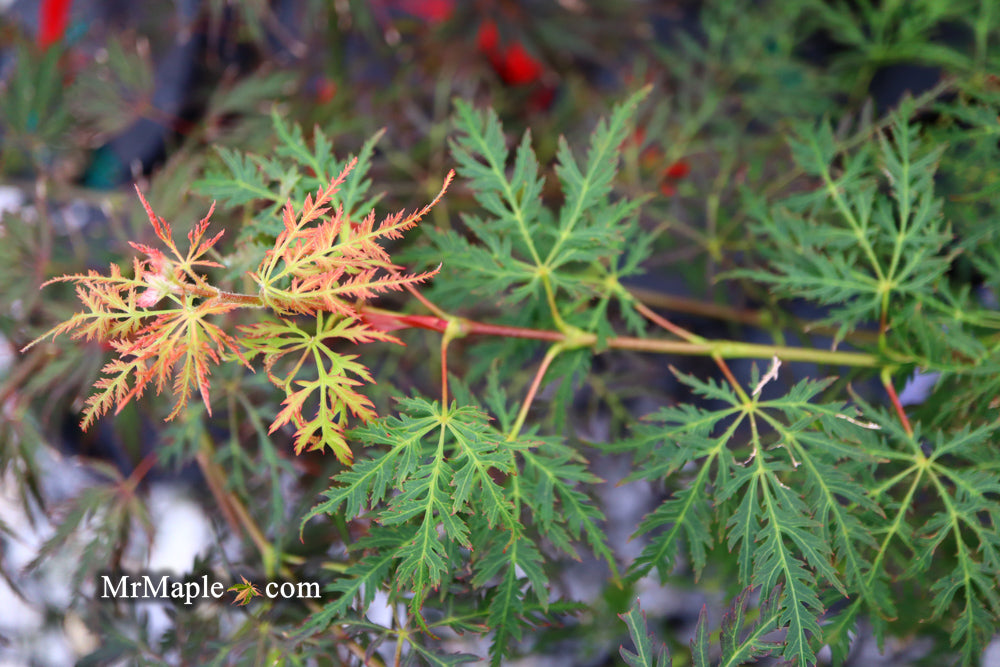 Acer palmatum 'Filigree Rouge' Weeping Japanese Maple