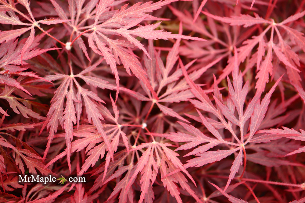 Acer palmatum 'Firefall' Weeping Red Japanese Maple