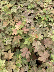 - Acer pseudoplatanus 'Esk Sunset' Rare Variegated Eskimo Sunset Maple - Mr Maple │ Buy Japanese Maple Trees