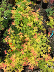 - Acer palmatum 'Kristin's Star' Japanese Maple - Mr Maple │ Buy Japanese Maple Trees