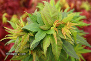 - Acer palmatum 'Koi' Dwarf Japanese Maple - Mr Maple │ Buy Japanese Maple Trees