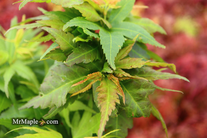 - Acer palmatum 'Koi' Dwarf Japanese Maple - Mr Maple │ Buy Japanese Maple Trees