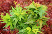 - Acer palmatum 'Koi' Dwarf Japanese Maple - Mr Maple │ Buy Japanese Maple Trees