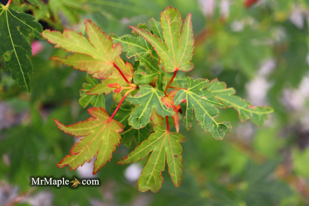 Acer palmatum 'Coonara Pygmy' Dwarf Japanese Maple