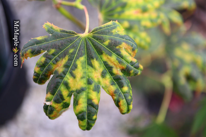 - Acer palmatum x 'Purple Curl' Japanese Maple - Mr Maple │ Buy Japanese Maple Trees