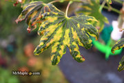 - Acer palmatum x 'Purple Curl' Japanese Maple - Mr Maple │ Buy Japanese Maple Trees