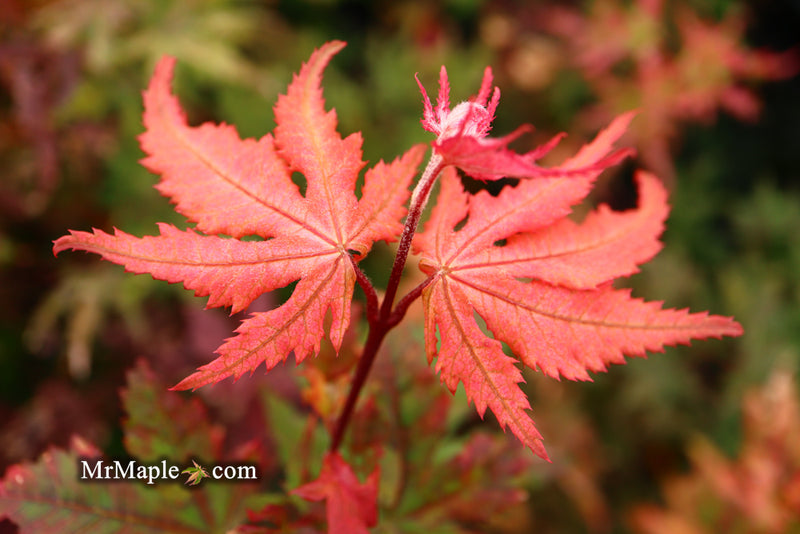 - Acer palmatum 'Strawberry Spring' Reticulated Japanese Maple - Mr Maple │ Buy Japanese Maple Trees