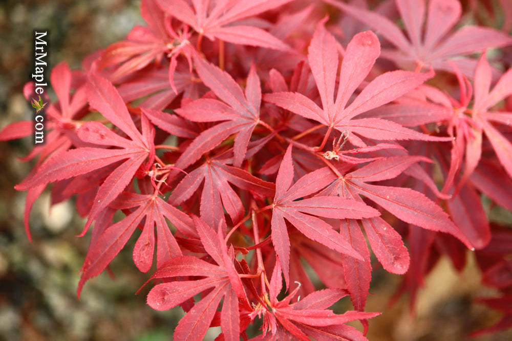 Acer palmatum 'Shaina' Dwarf Red Japanese Maple Tree