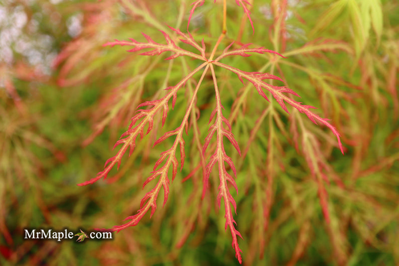 - Acer palmatum 'Baldsmith' Laceleaf Japanese Maple - Mr Maple │ Buy Japanese Maple Trees
