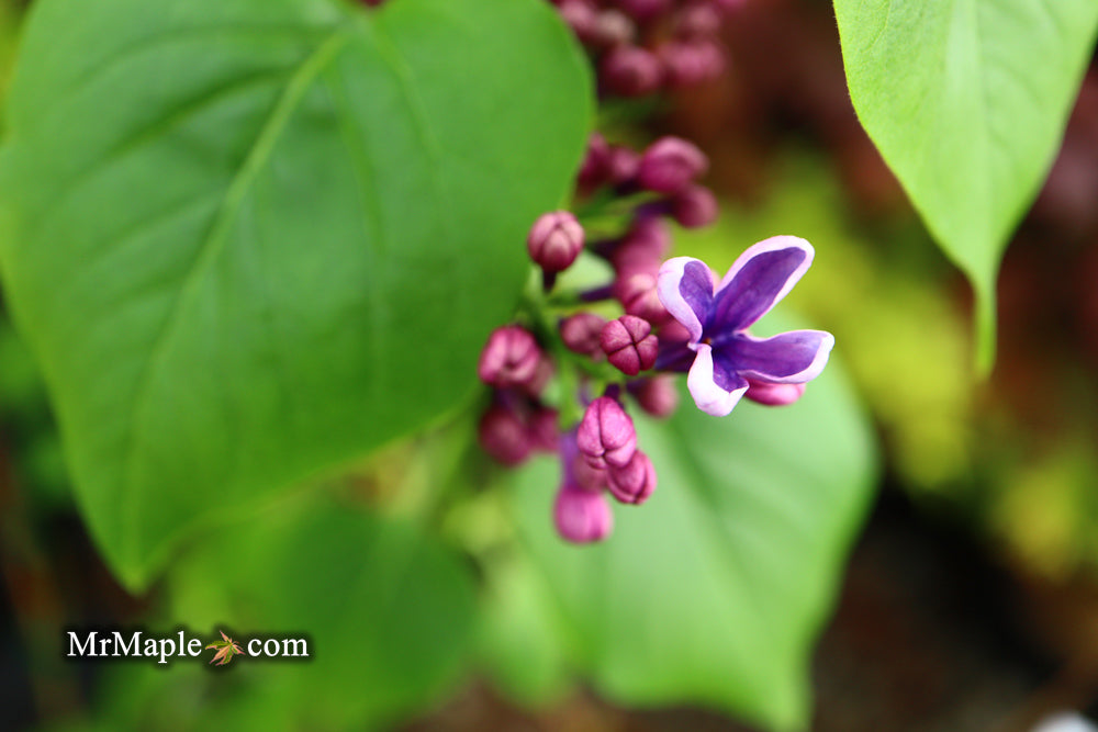Syringa vulgaris ‘Albert F. Holden' Bicolor Lilac Tree