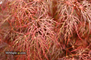 - Acer palmatum 'Red Filigree Lace' Dwarf Japanese Maple - Mr Maple │ Buy Japanese Maple Trees
