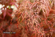- Acer palmatum 'Red Filigree Lace' Dwarf Japanese Maple - Mr Maple │ Buy Japanese Maple Trees