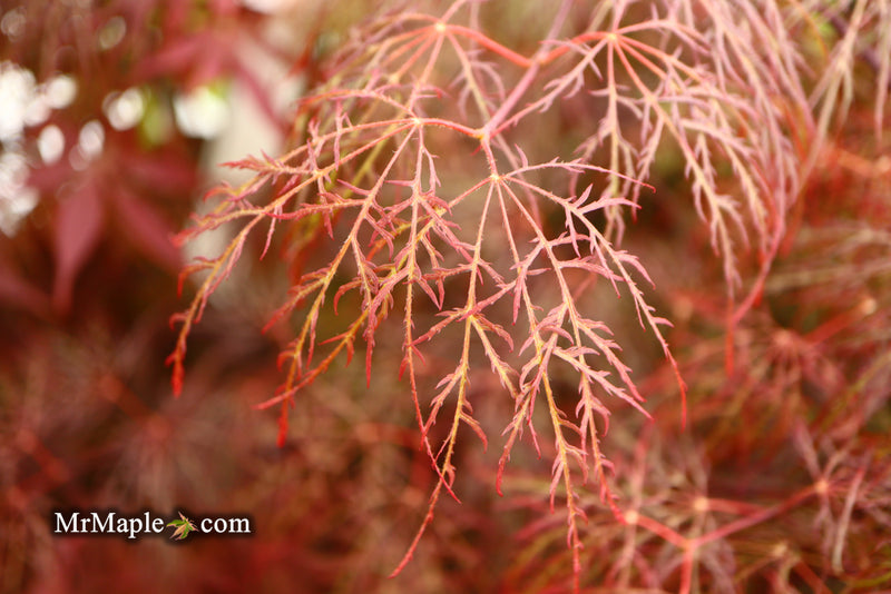 - Acer palmatum 'Red Filigree Lace' Dwarf Japanese Maple - Mr Maple │ Buy Japanese Maple Trees