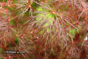 - Acer palmatum 'Red Filigree Lace' Dwarf Japanese Maple - Mr Maple │ Buy Japanese Maple Trees