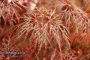 - Acer palmatum 'Red Filigree Lace' Dwarf Japanese Maple - Mr Maple │ Buy Japanese Maple Trees