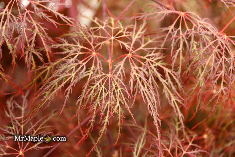 - Acer palmatum 'Red Filigree Lace' Dwarf Japanese Maple - Mr Maple │ Buy Japanese Maple Trees