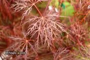 - Acer palmatum 'Red Filigree Lace' Dwarf Japanese Maple - Mr Maple │ Buy Japanese Maple Trees