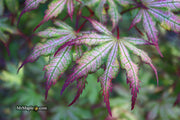 - Acer palmatum 'Firefly' Japanese Maple - Mr Maple │ Buy Japanese Maple Trees