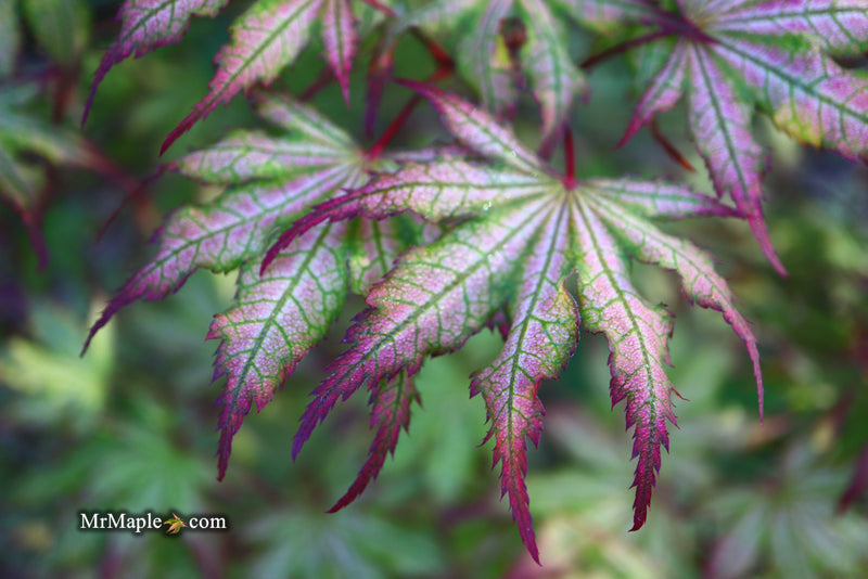 - Acer palmatum 'Firefly' Japanese Maple - Mr Maple │ Buy Japanese Maple Trees
