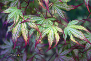 - Acer palmatum 'Firefly' Japanese Maple - Mr Maple │ Buy Japanese Maple Trees