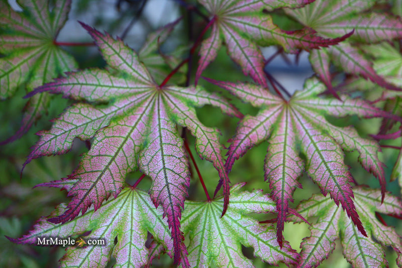 - Acer palmatum 'Firefly' Japanese Maple - Mr Maple │ Buy Japanese Maple Trees