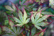 - Acer palmatum 'Firefly' Japanese Maple - Mr Maple │ Buy Japanese Maple Trees